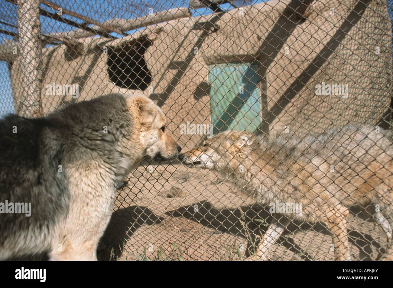 Zentraler Asiatischer Schäferhund und Wolf (Canis Lupus F. Familiaris Und Canis Lupus Lupus), zentraler Asiatischer Schäferhund und erfassten jungen Stockfoto