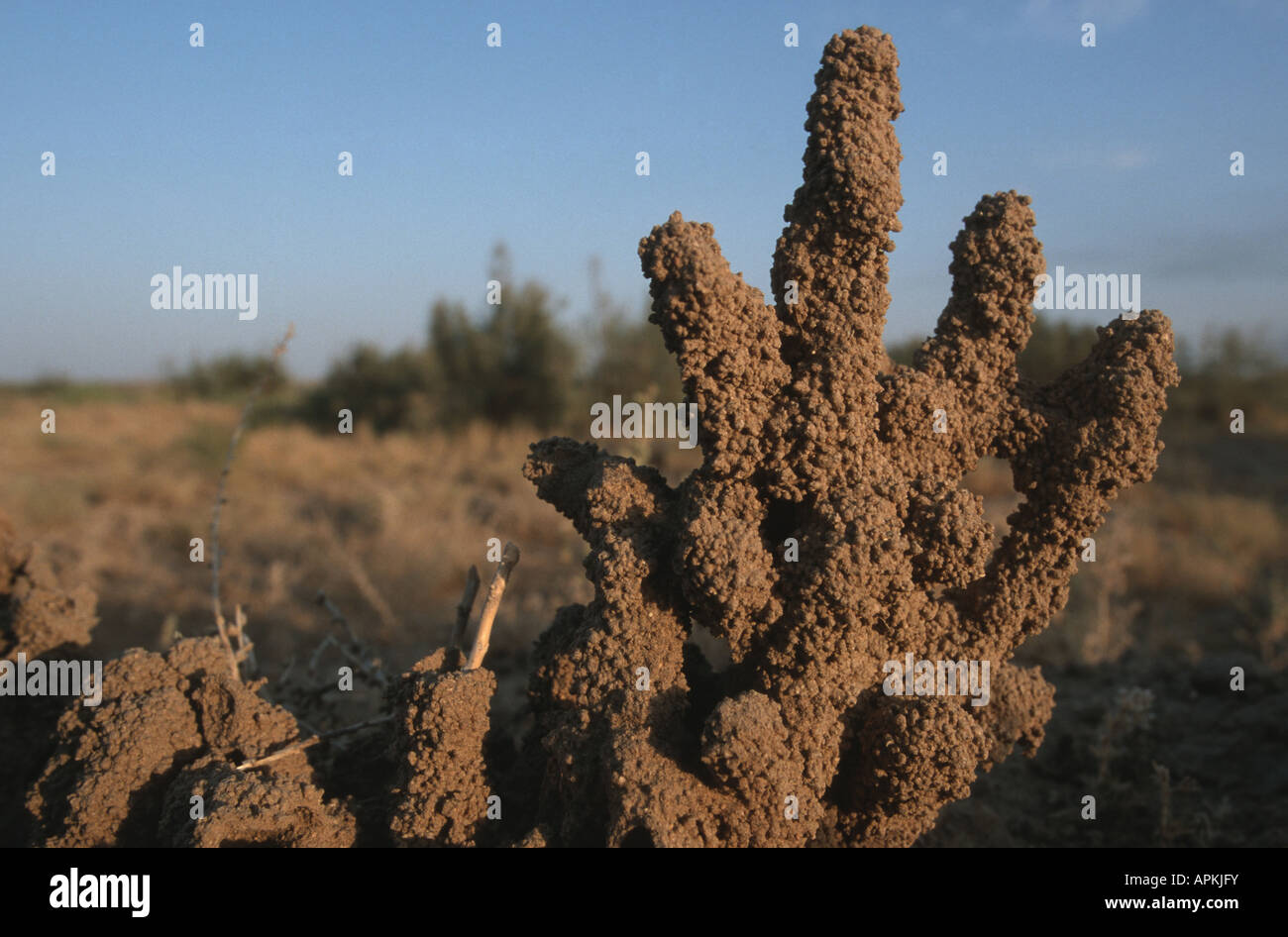 Termiten Nest in der Steppe, Usbekistan, Buchara, Kyzyl Kum Stockfoto