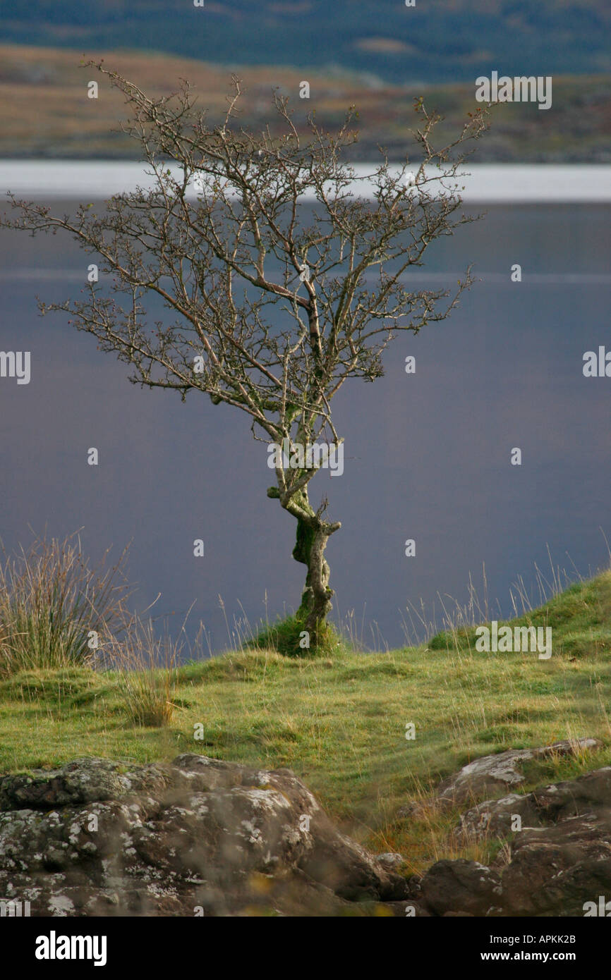 Einzigen Baum Stockfoto