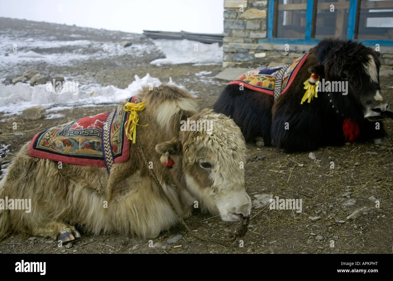 Yaks am Hochlager (4925m). Annapurna Circuit Trek. Nepal Stockfoto