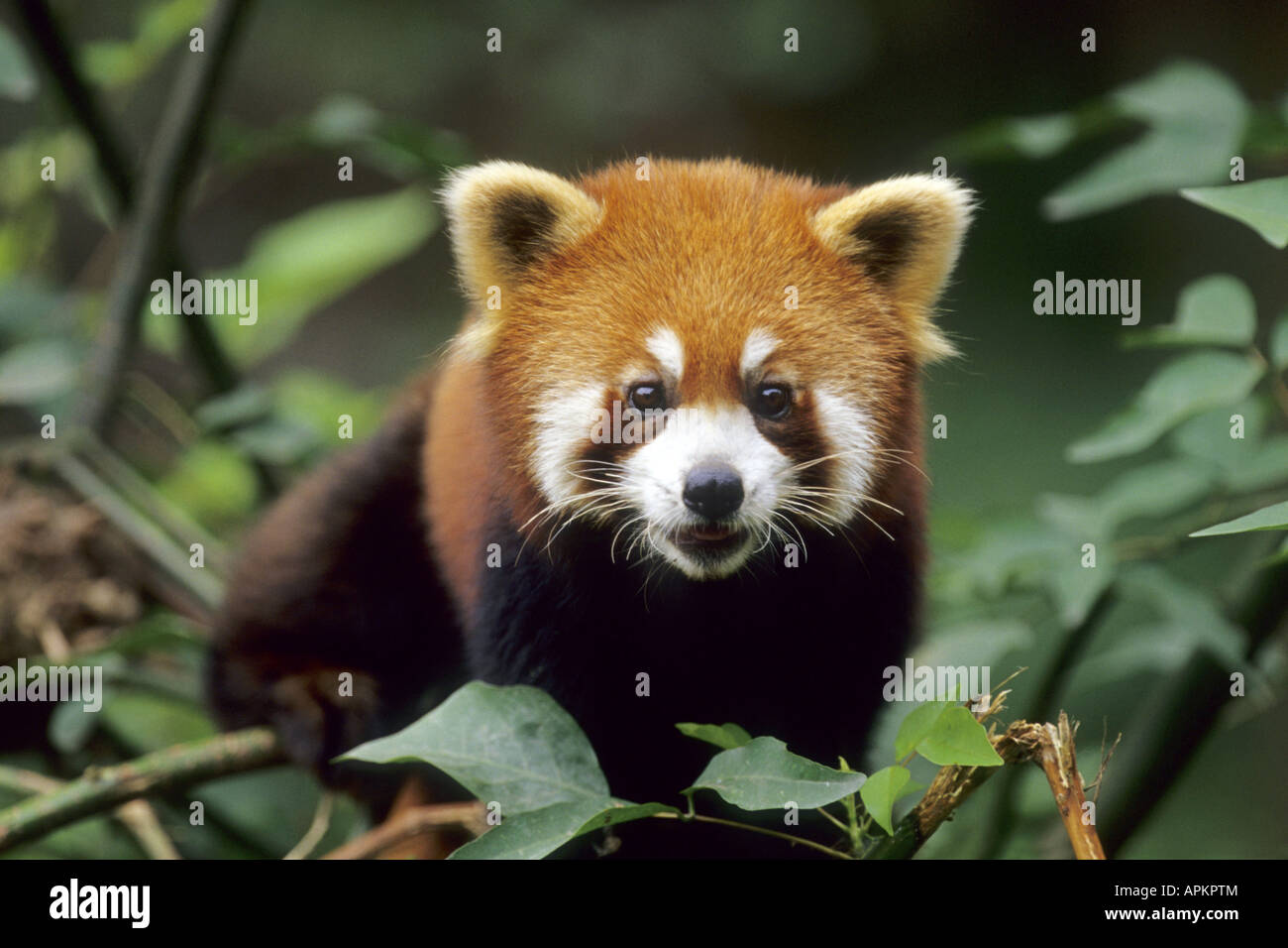 kleinere Panda, roter Panda (Ailurus Fulgens), Om Baum Stockfoto