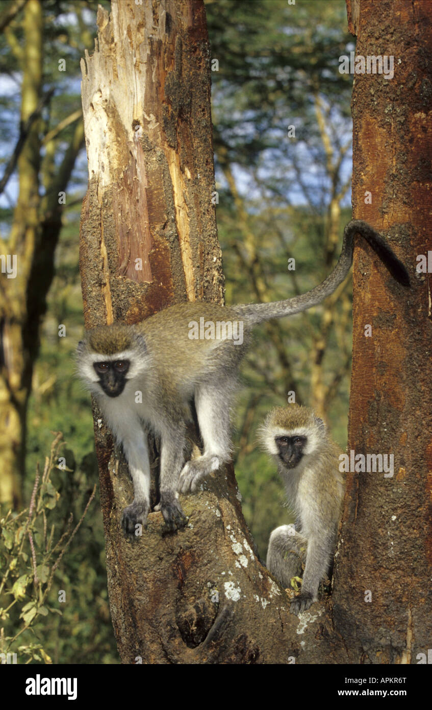 Grivet Affe, Affe Savanne, Green Monkey, Vervet Affen (grüne Aethiops), Baum, Kenia Stockfoto