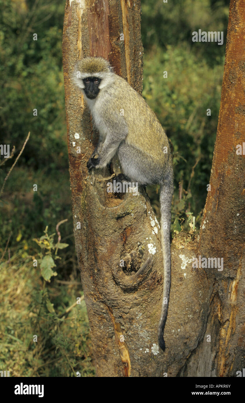 Grivet Affe, Affe Savanne, Green Monkey, Vervet Affen (grüne Aethiops), Baum, Kenia Stockfoto