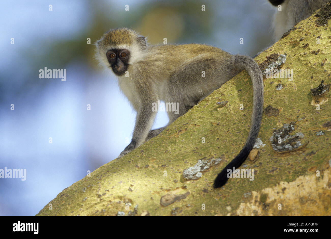 Grivet Affe, Affe Savanne, Green Monkey Vervet Affen (grüne Aethiops), pup auf Baum, Kenia Stockfoto