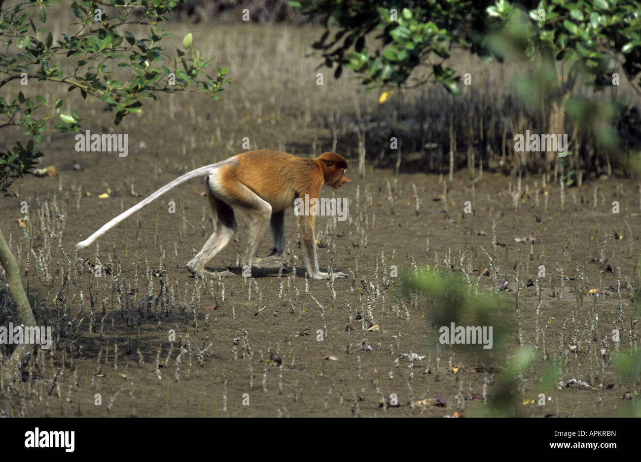 Nasenaffe (Nasalis Larvatus), Wandern im Watt, Malaysia, Borneo, Baku-Nationalpark Stockfoto