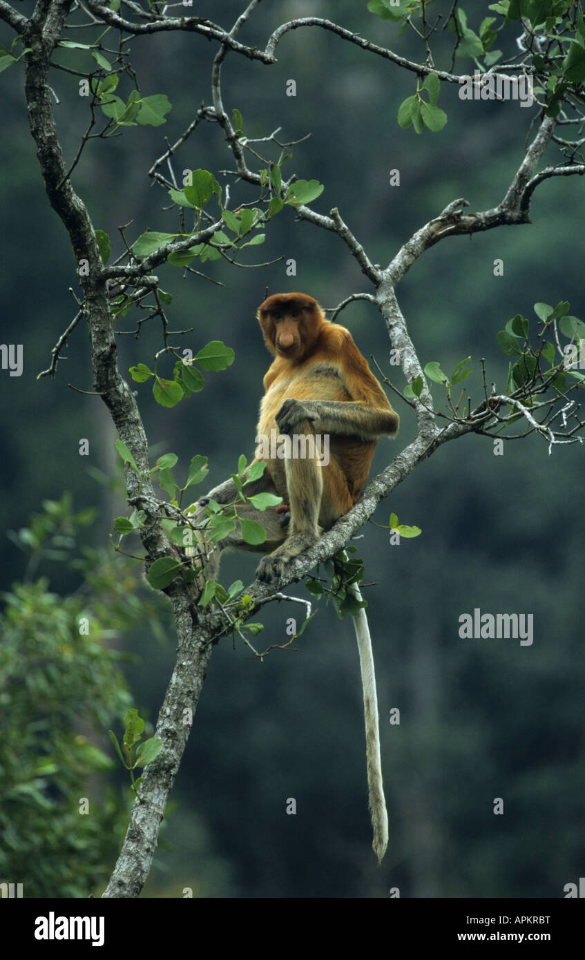 Nasenaffe (Nasalis Larvatus), sitzt auf einem Baum, Malaysia, Borneo, Baku-Nationalpark Stockfoto