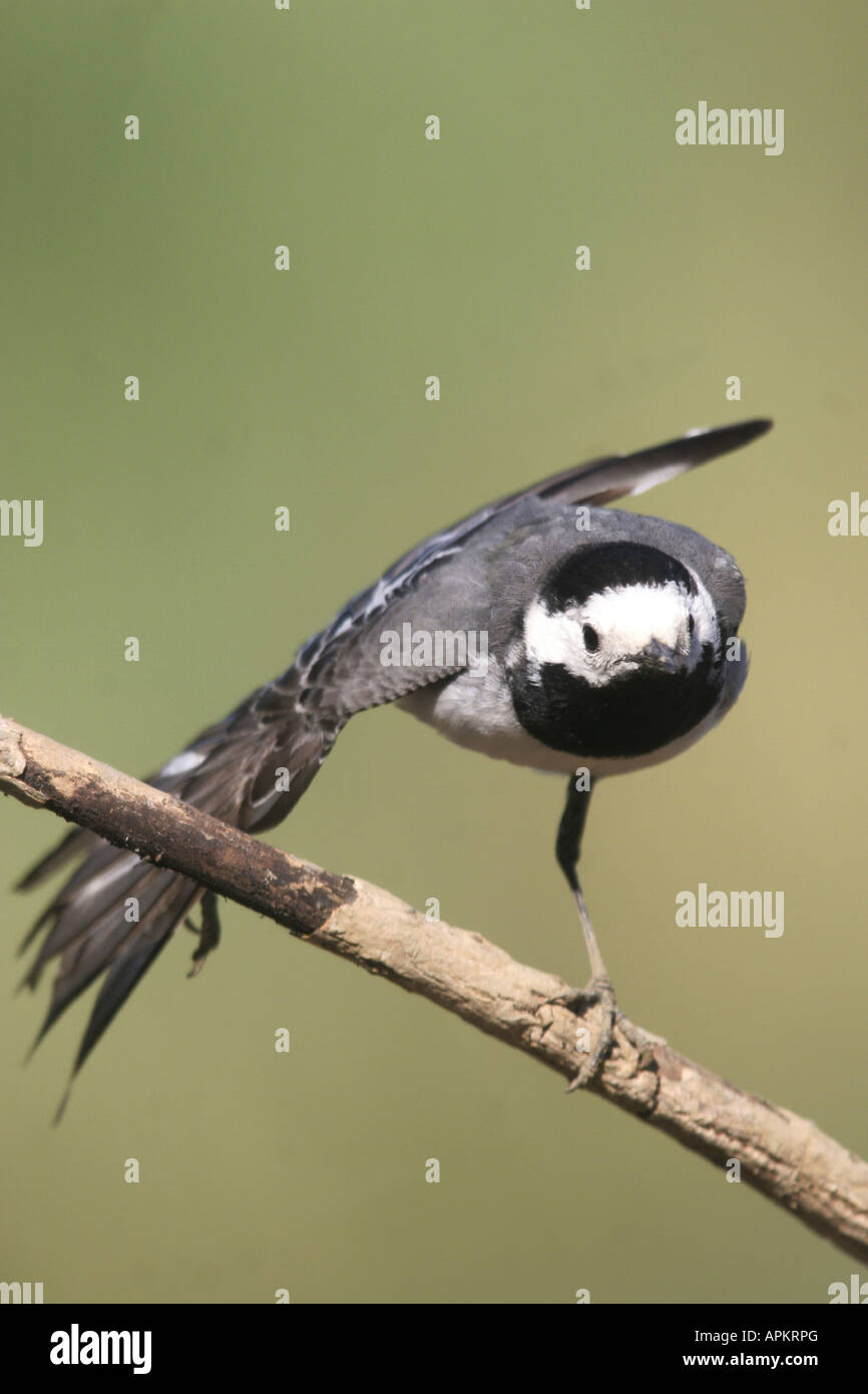 Trauerschnäpper Bachstelze (Motacilla Alba), Pied Bachstelze, stehend auf einem Ast, Deutschland, Sachsen-Anhalt Stockfoto