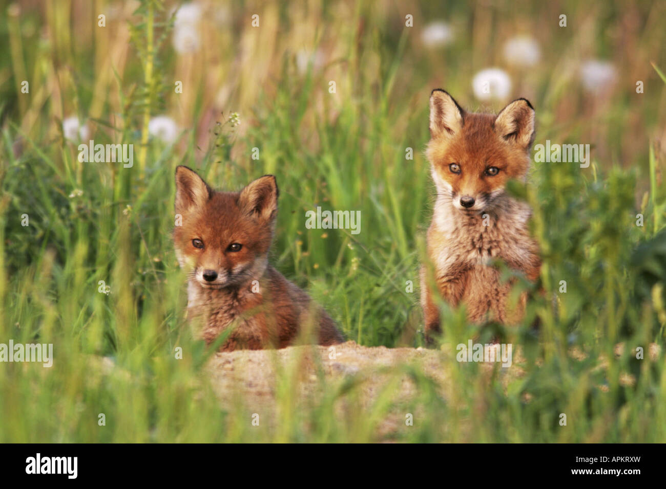 Rotfuchs (Vulpes Vulpes), zwei junge Füchse sitzt in der Höhle, Deutschland, Sachsen-Anhalt, Harz Stockfoto