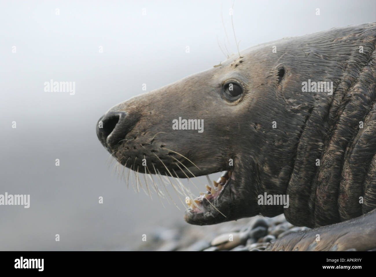 graue Dichtung (Halichoerus Grypus), Porträt eines Mannes, Deutschland, Helgoland Stockfoto