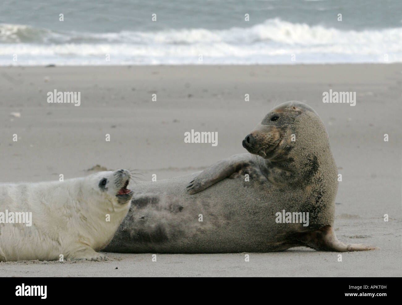 graue Dichtung (Halichoerus Grypus), Mutter mit ihrem Jungtier, Deutschland, Schleswig Holstein, Helgoland Stockfoto