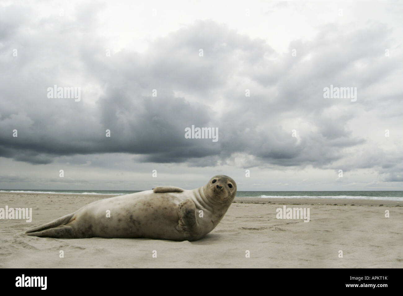 Harbor Seal, Seehunde (Phoca Vitulina), liegen am Strand, Deutschland, Schleswig-Holstein, Helgoland Stockfoto