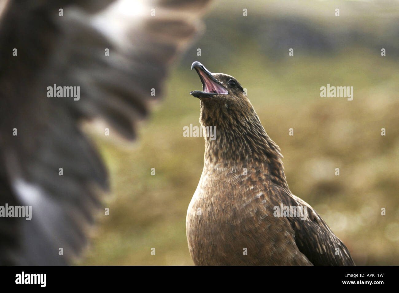 Great Skua (Catharacta Skua), Skuas, die Durchführung der Balz, Norwegen, Insel Runde Stockfoto