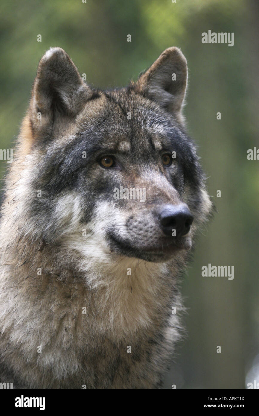 Europäische graue Wolf (Canis Lupus Lupus), Porträt eines Mannes Stockfoto