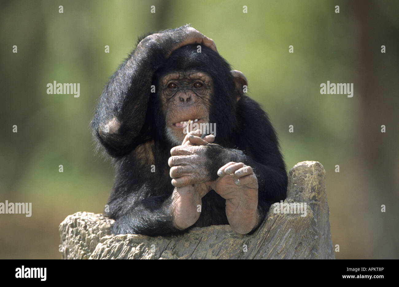 gemeinsame Schimpanse (Pan Troglodytes), pup Stockfoto