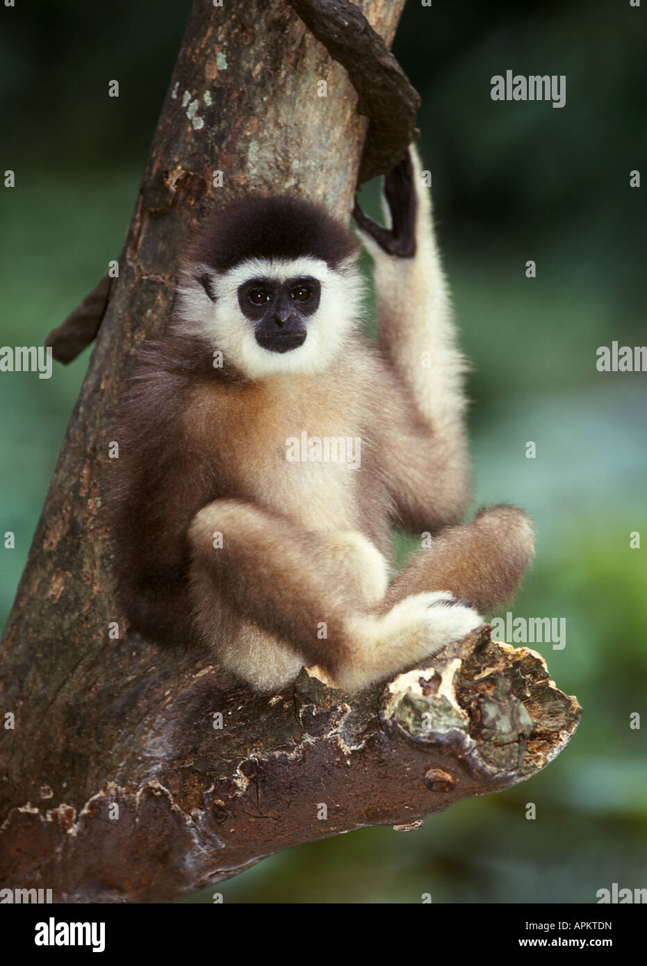 grauer Gibbon, Muellers Gibbon Bornean Gibbon (Hylobates Muelleri), pup Stockfoto