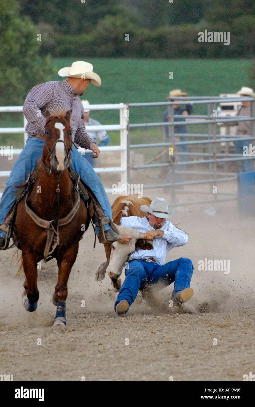 Cowboys teilnehmen im Rodeo Bull Doggy Style event Stockfoto