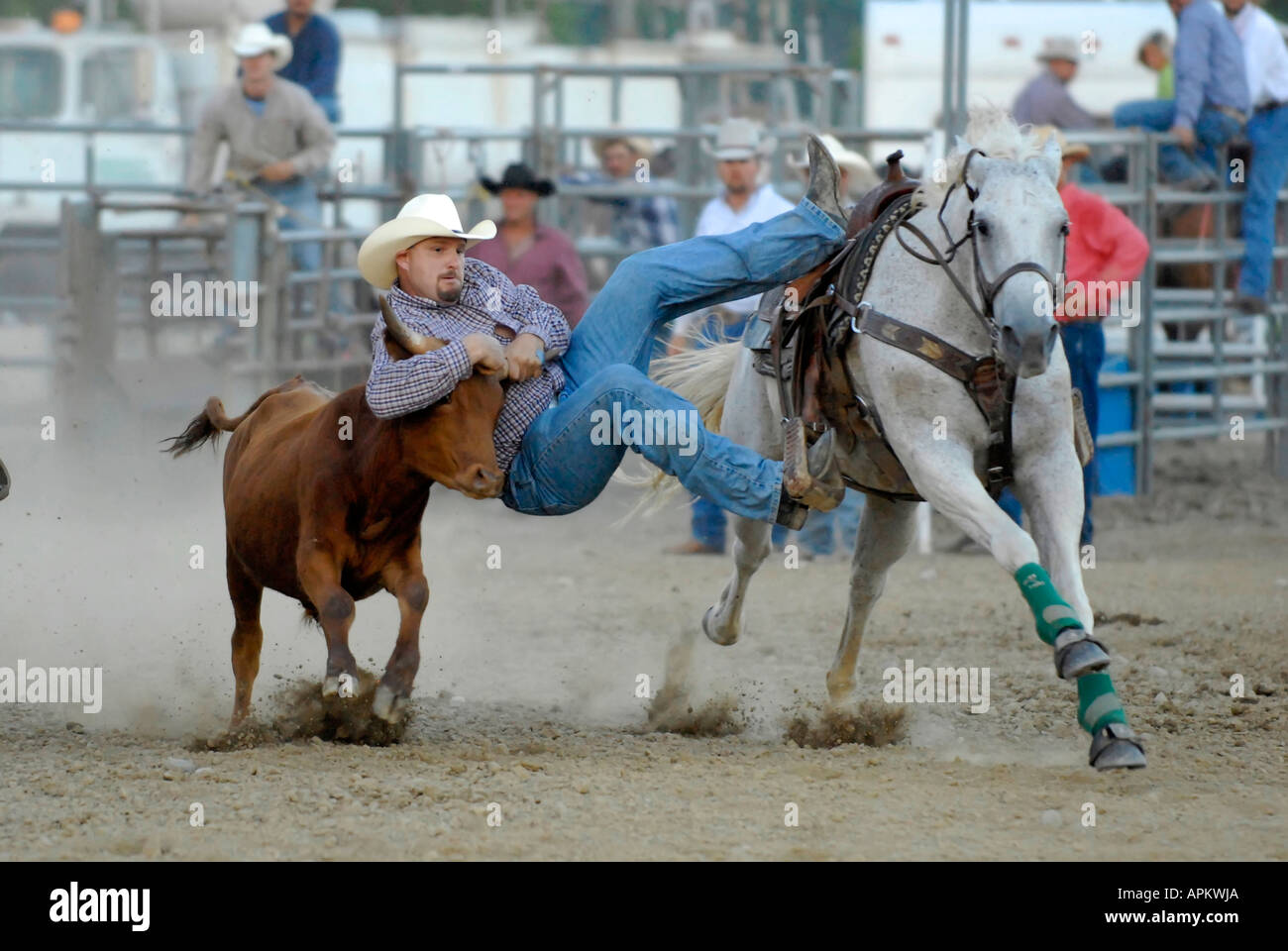 Cowboys teilnehmen im Rodeo Bull Doggy Style event Stockfoto