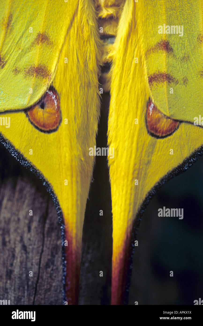 Madagassische Mondmotte (Argema Mittrei), Flügel Detail, Madagaskar Stockfoto