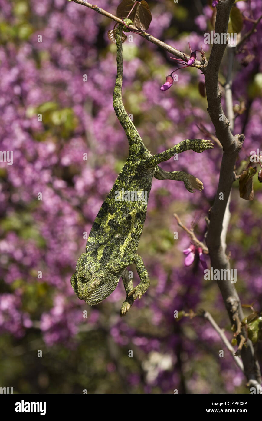 Mediterrane Chamäleon, afrikanische Chamäleon, gemeinsame Chamäleon (Chamaeleo Chamaeleon), Klettern in einem blühenden Judasbaum, Griechenland Stockfoto Mediterrane Chamäleon, afrikanische Chamäleon, gemeinsame Chamäleon (Chamaeleo Chamaeleon), Klettern in einem blühenden Judasbaum, Griechenland Stockfoto