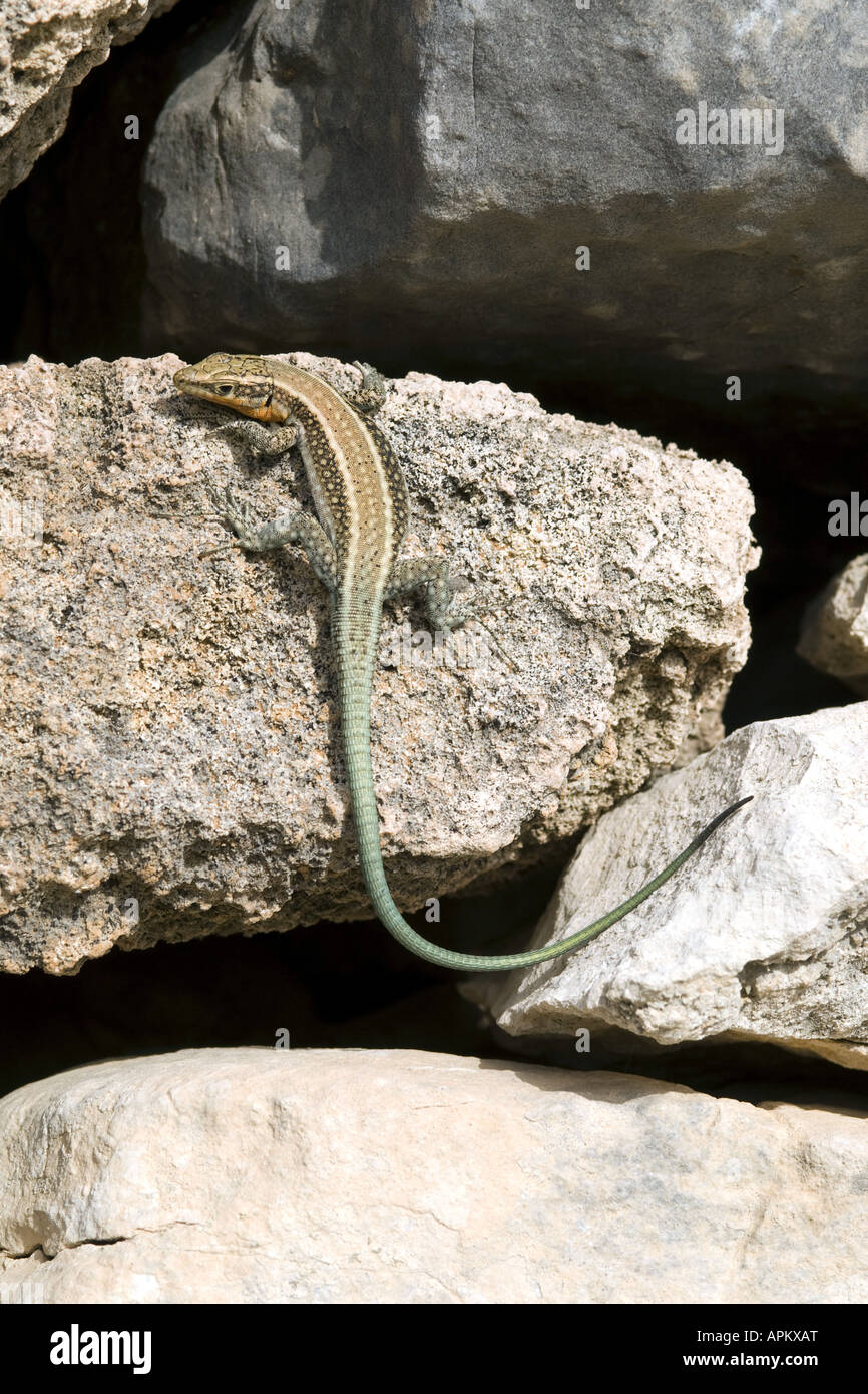 Rhodos-Eidechse (Lacerta Danfordi Pelasgiana, Lacerta Oertzeni Pelasgiana), sitzen auf der Steinmauer, Griechenland, Rhodos (Stadt) Stockfoto