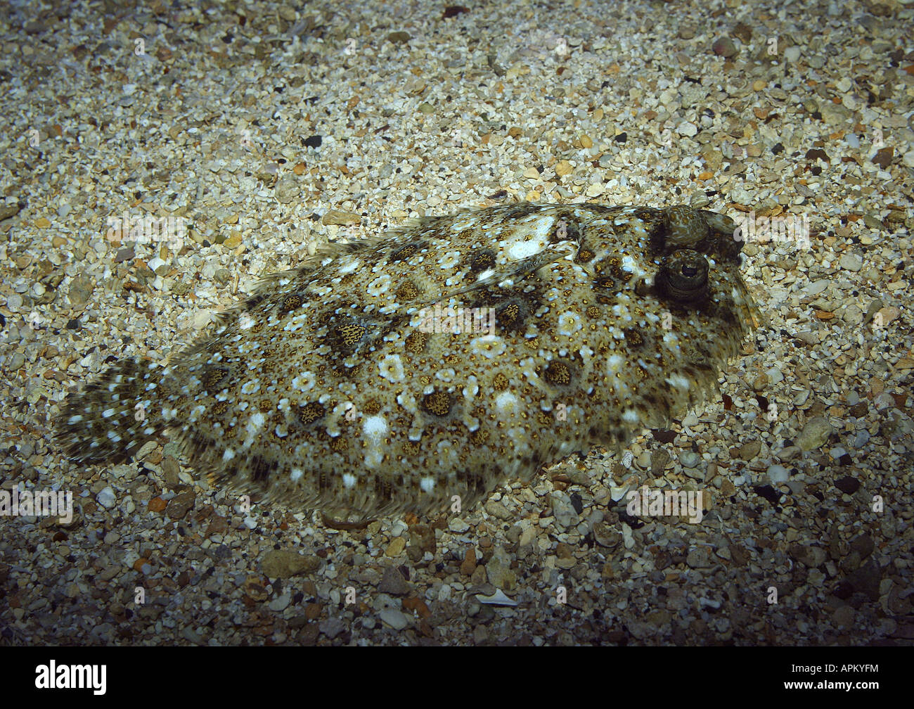 Brill (Scophthalmus Rhombus), Schwimmen Stockfoto