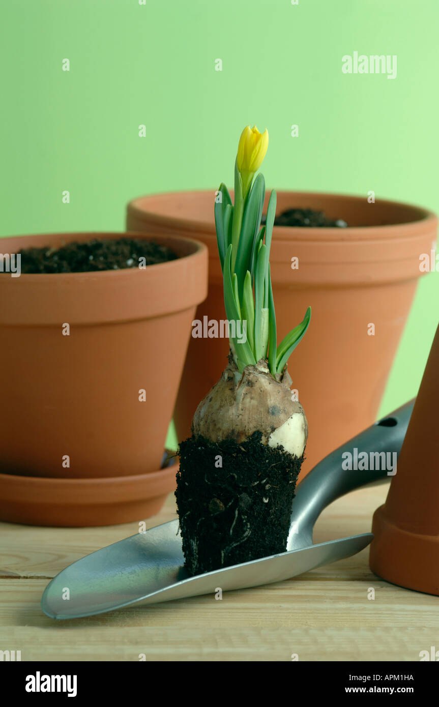 Narzissen mit Gartengeräten Stockfoto