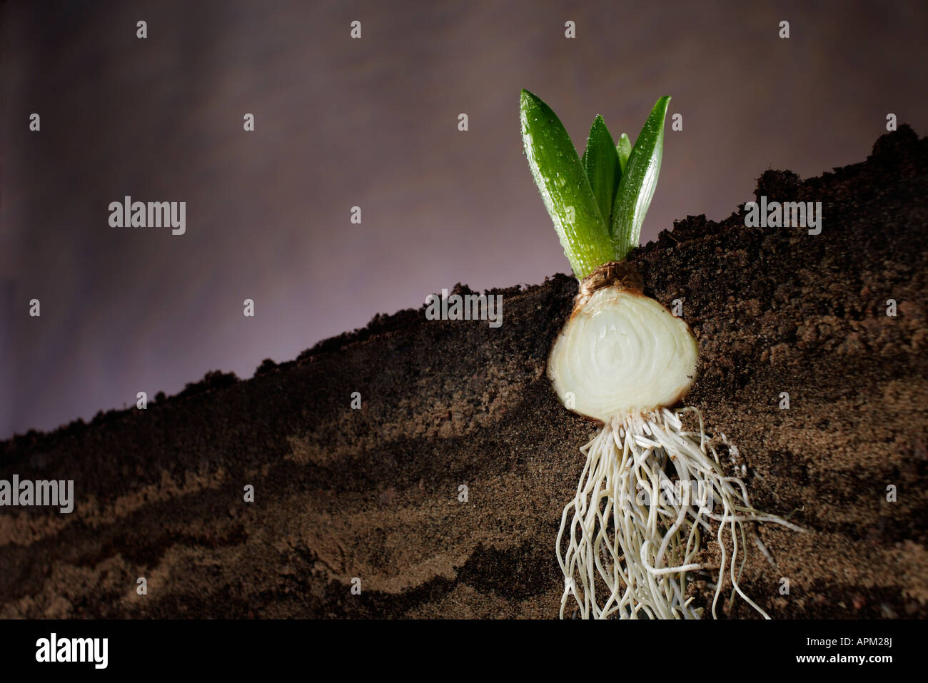 Querschnitt einer Hyazinthe Glühbirne Stockfoto