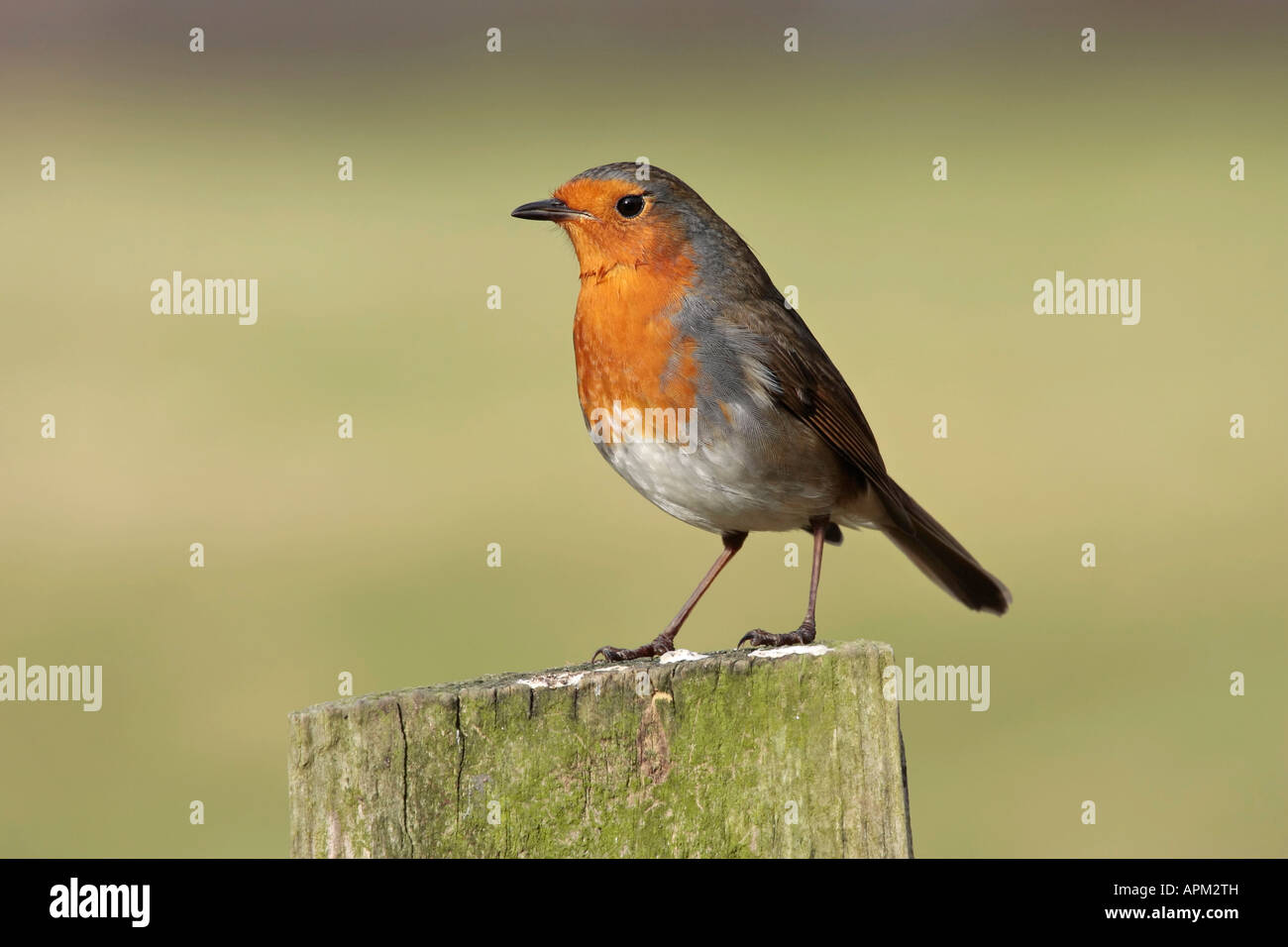 Ein einziger Robin Redbrust (Erithacus rubecula), der im Winter in Sussex, England, Großbritannien auf dem Zaunpfosten thront Stockfoto