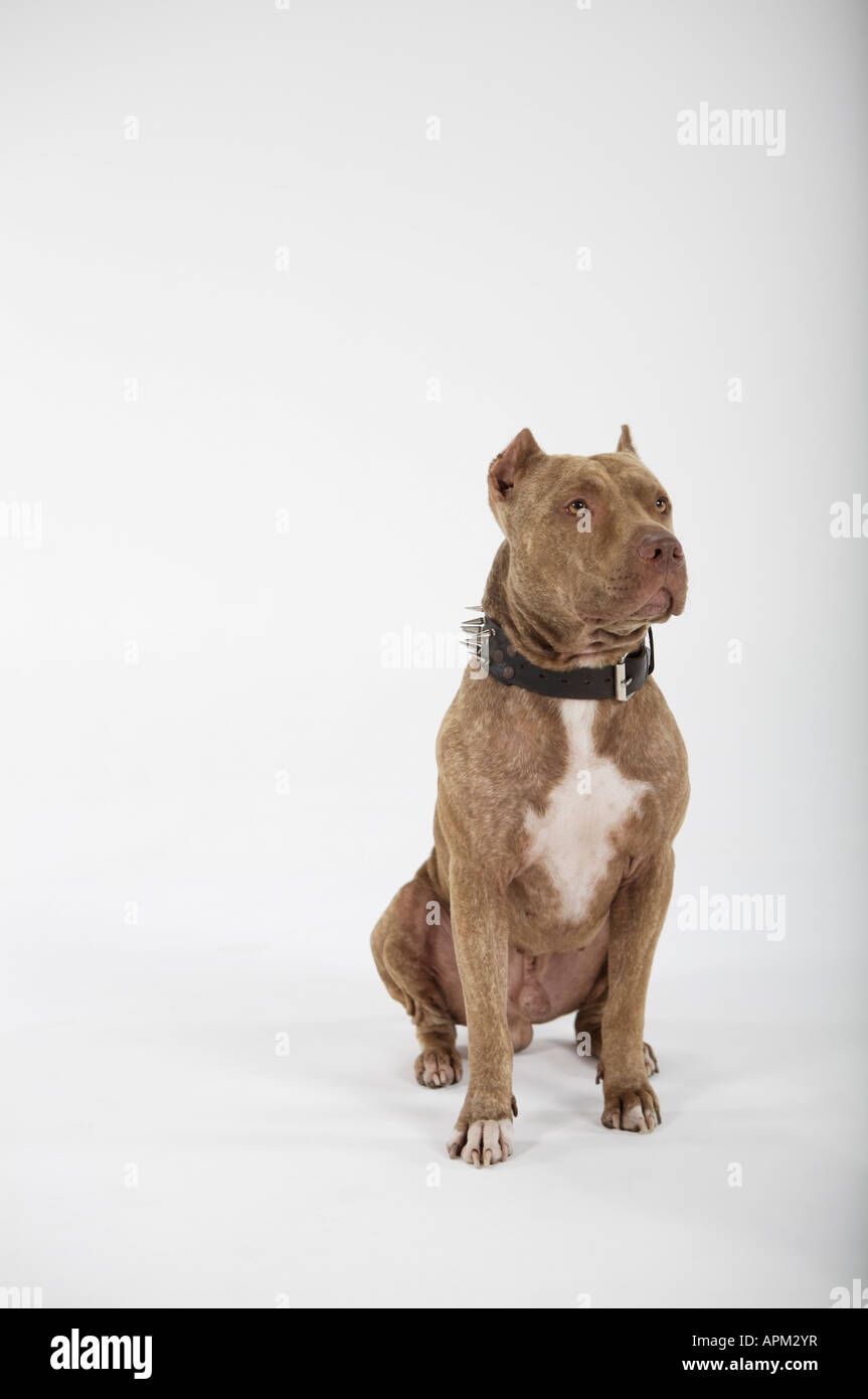 Pitbull Hund portrait Stockfotografie - Alamy