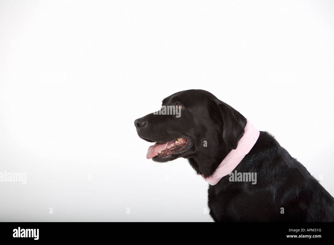 Schwarze Labrador Hund portrait Stockfoto