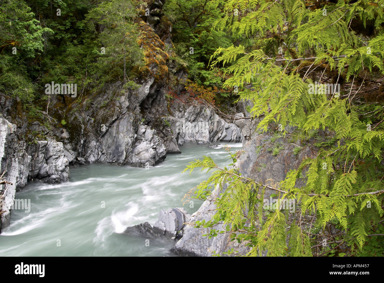 Der Elwha-Fluss fließt durch Goblin Gate Rica Canyon Trail Olympic Nationalpark Washington USA Stockfoto