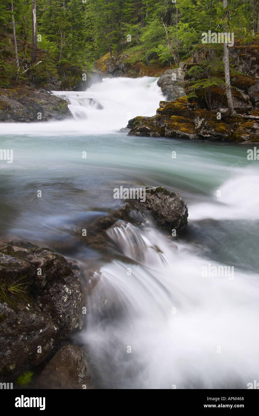 Ohanapecosh Fluss fließt durch Wald Silber fällt Mount Rainier National Park Lewis County Washington USA Stockfoto