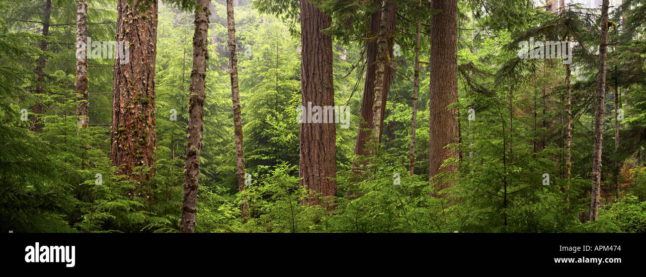 Panoramablick über Bäume im Flusstal Elwha Elwha Trail Olympic Nationalpark Washington USA Stockfoto