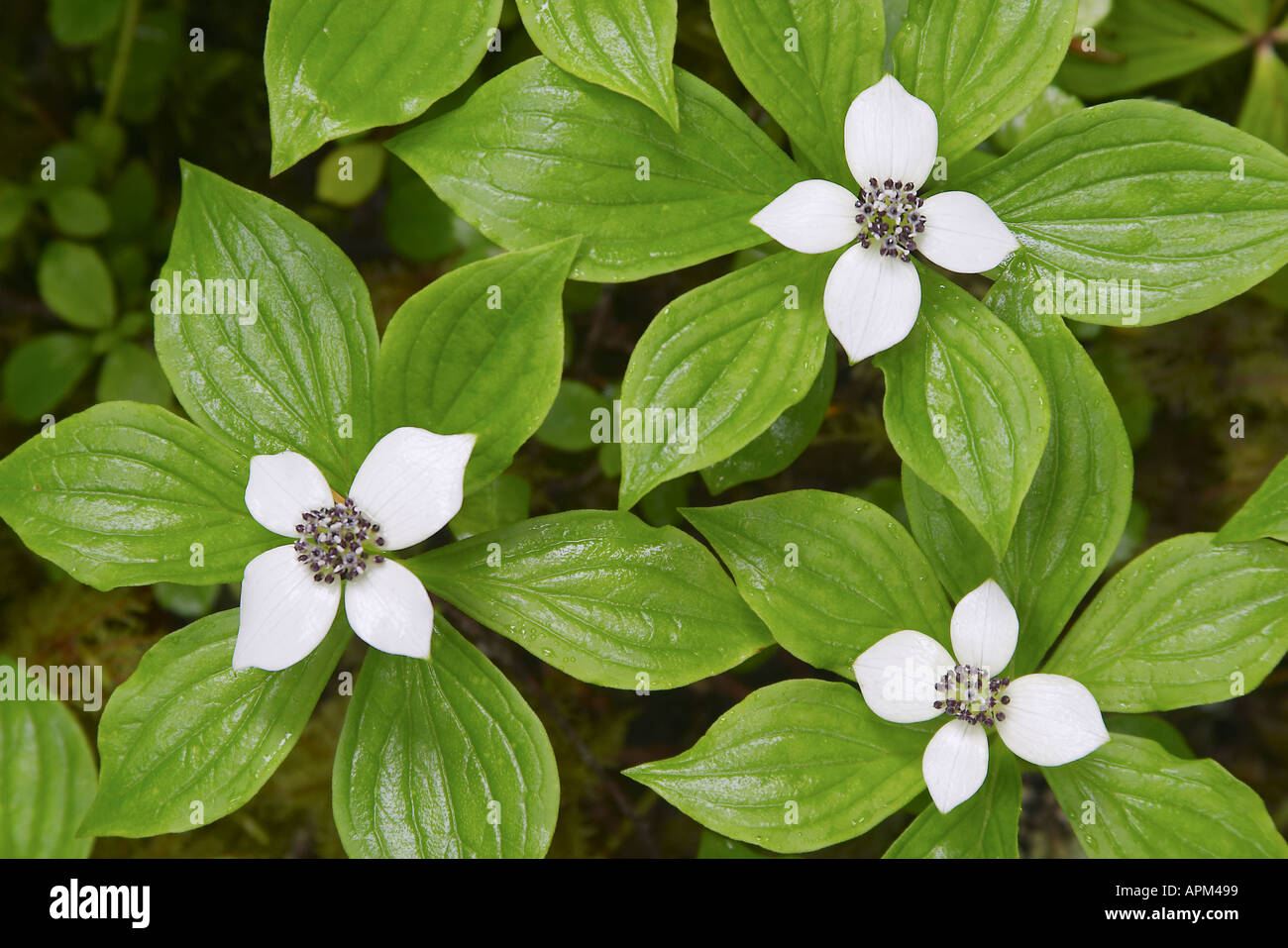 Bunchberry Elwha Trail Elwha Flusstal Olympic Nationalpark Olympic Peninsula Clallam County Washington USA Stockfoto