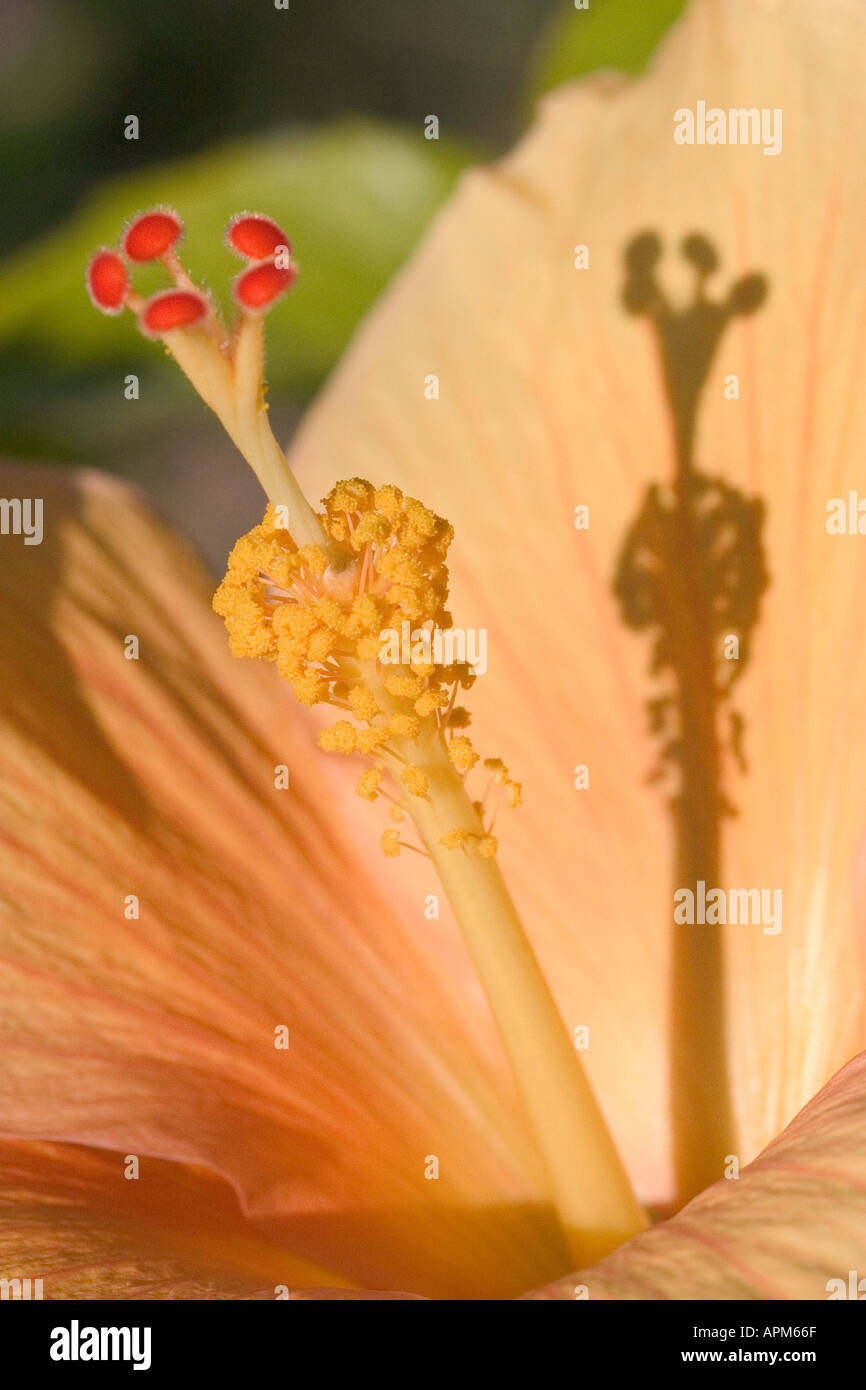 Hibiskus. Attraktiv und ungewöhnlich weich, Pfirsich Farbton einer Hibiskusblüte Stockfoto