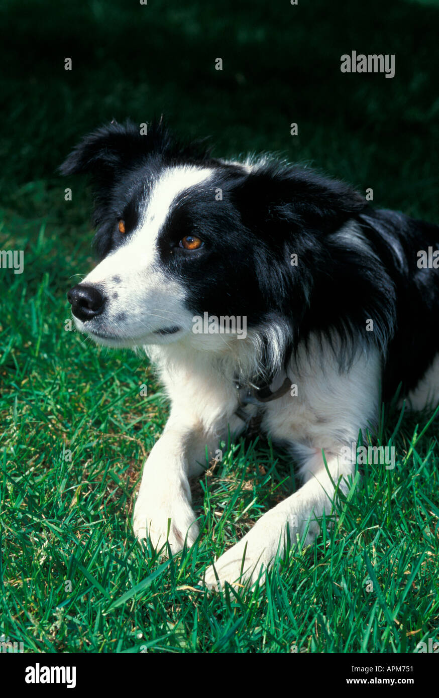 Ein Schäferhund Verlegung auf dem Boden ruhen Stockfoto