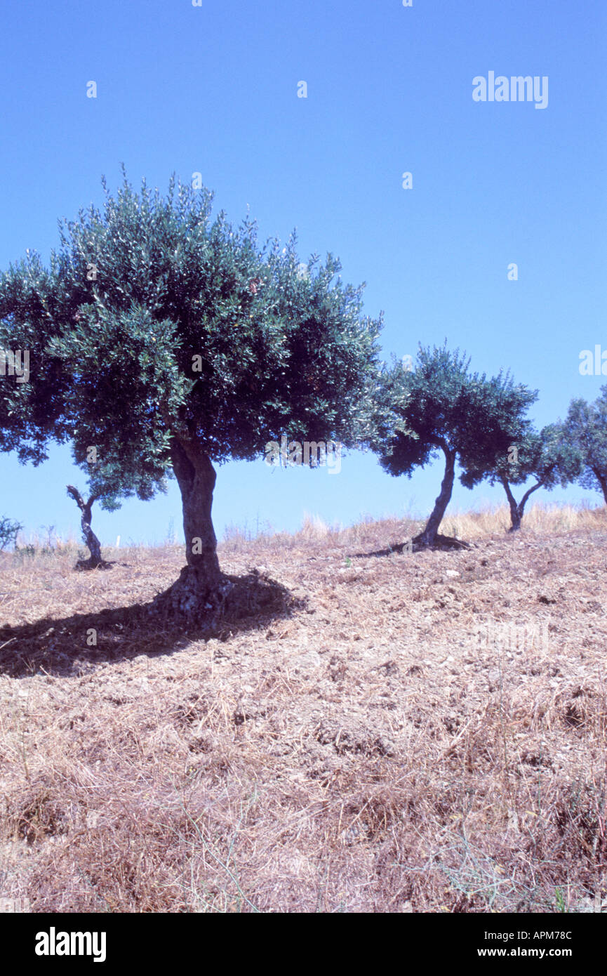 Olivenbäume im südlichen Italien Rutino Italien Stockfoto