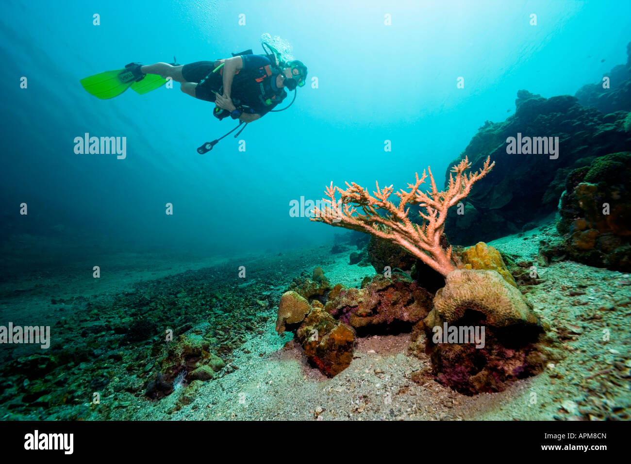 Ein Taucher untersucht in einer kargen Landschaft die Anfänge einer neuen Tabelle Koralle in den Golf von Tadjoura in der Nähe von Dschibuti. Stockfoto