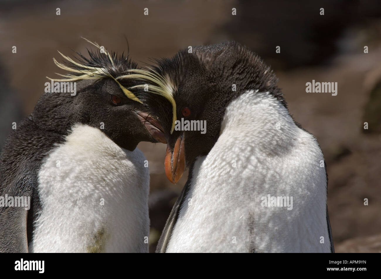 Südlichen Rockhopper Penguins (Eudyptes Chrysocome) koppeln Verklebung Verhalten der Hals Saunders Island West Falkland South Atlantic Stockfoto