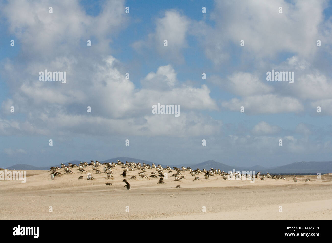 Gentoo Penguin Pygoscelis Papua Kolonie Position auf dem sandigen Hügel The Neck Saunders Island West Falkland Süd-Atlantik Stockfoto