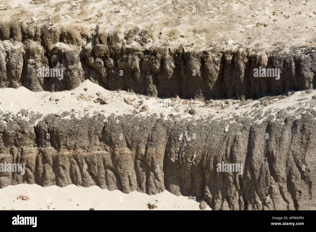 Gentoo Penguin Pygoscelis Papua Kratzspuren am Rand der Kolonie Hals Saunders Island West Falkland Süd Atlantik Stockfoto