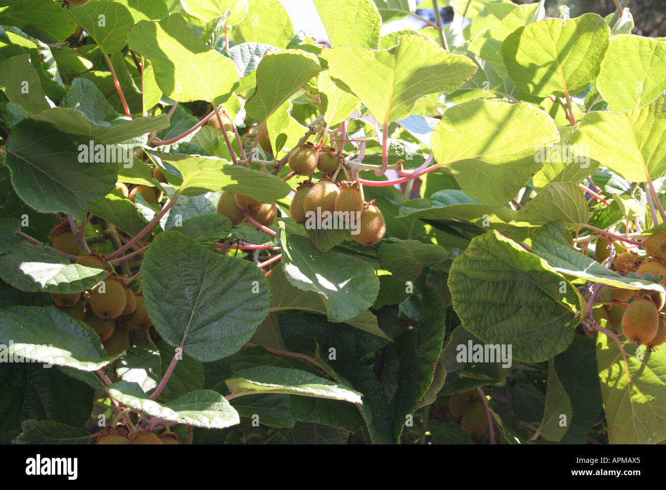 Kiwi Stockfoto