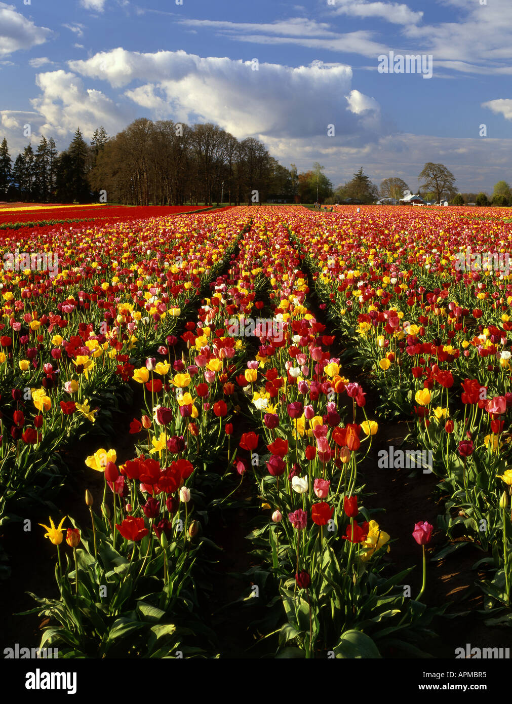 April Blüte der Tulpenfelder in Oregon Willamette Valley. Stockfoto