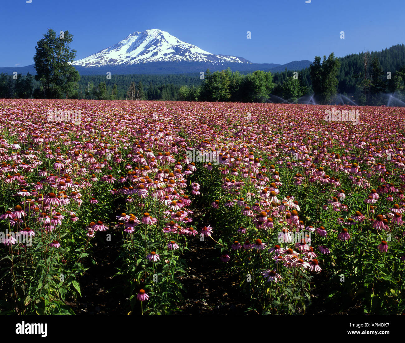 Bereich der Kegel Blumen Blüten mit Washingtons Mt Adams (12.307 ft). Stockfoto
