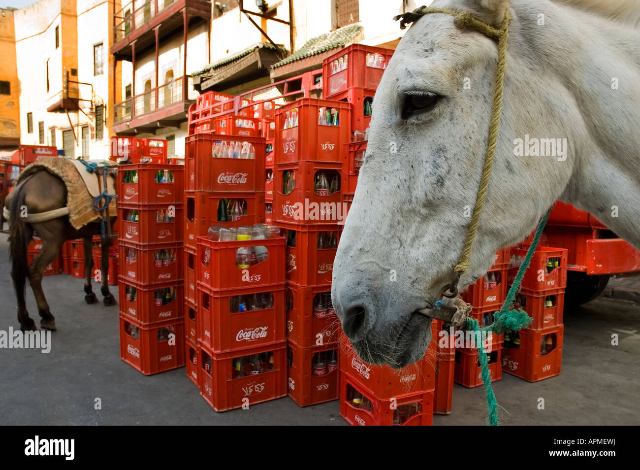 Marokkanische Pferde vor einem großen Lastwagen voll von Coca Cola-Flaschen, einen Händler in Fes, Marokko zu liefern Stockfoto