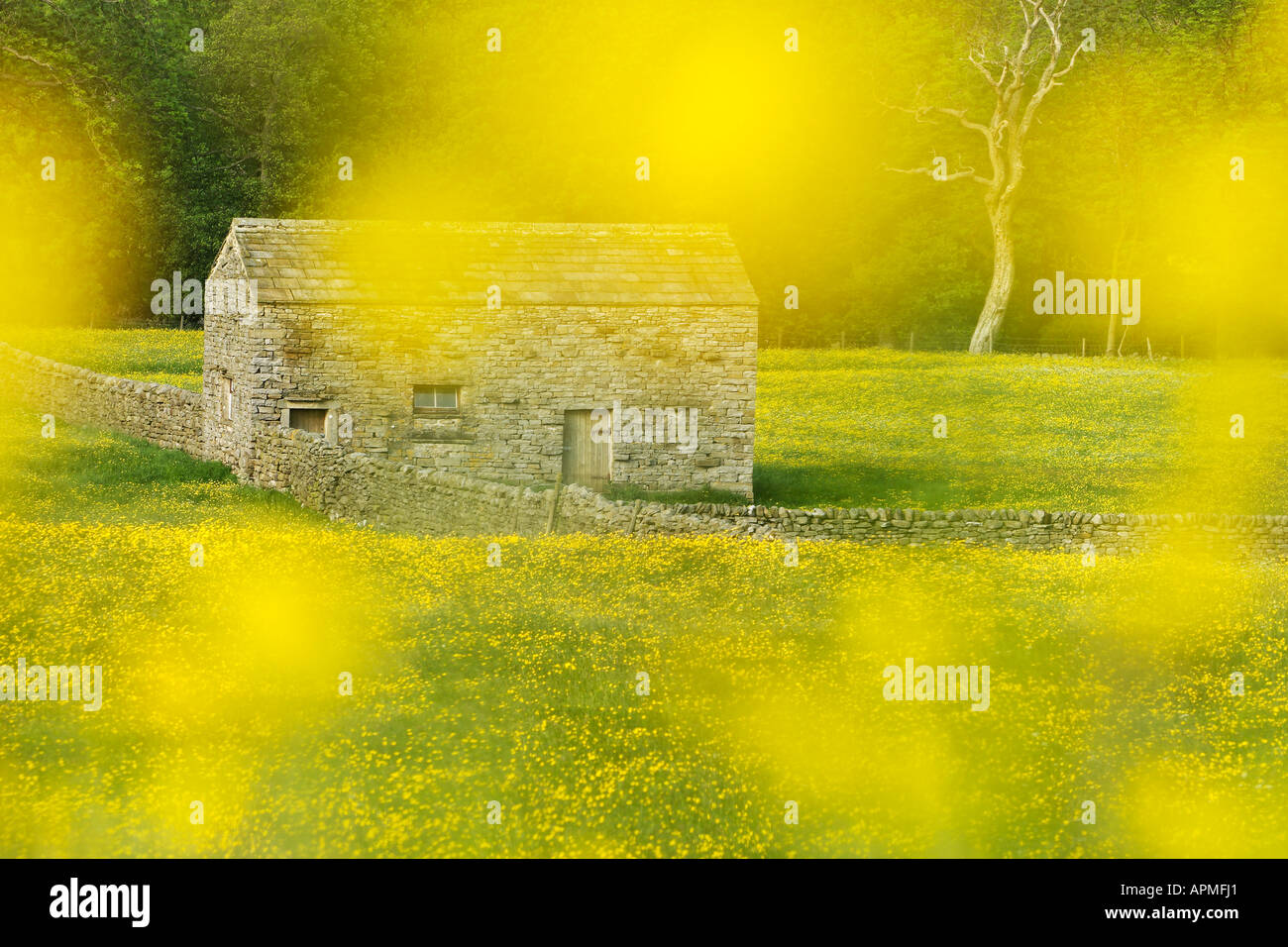 Dunst von Butterblumen gießen ein romantisches Licht auf eine Swaledale Feld Scheune Stockfoto