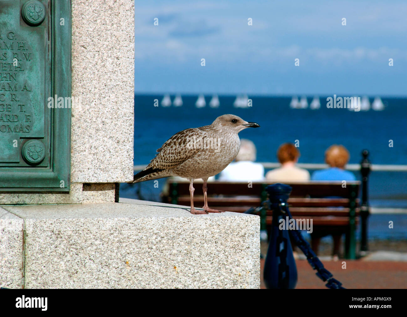 Juvenile Silbermöwe (Larus Argentatus) Stockfoto