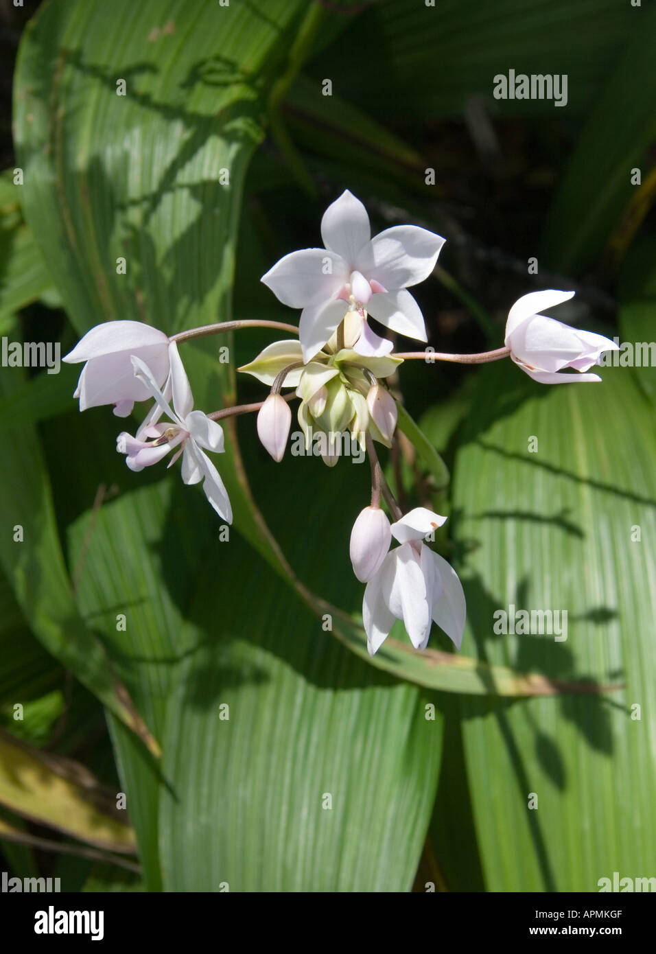 Kleine weie orchideen -Fotos und -Bildmaterial in hoher Auflsung  Alamy