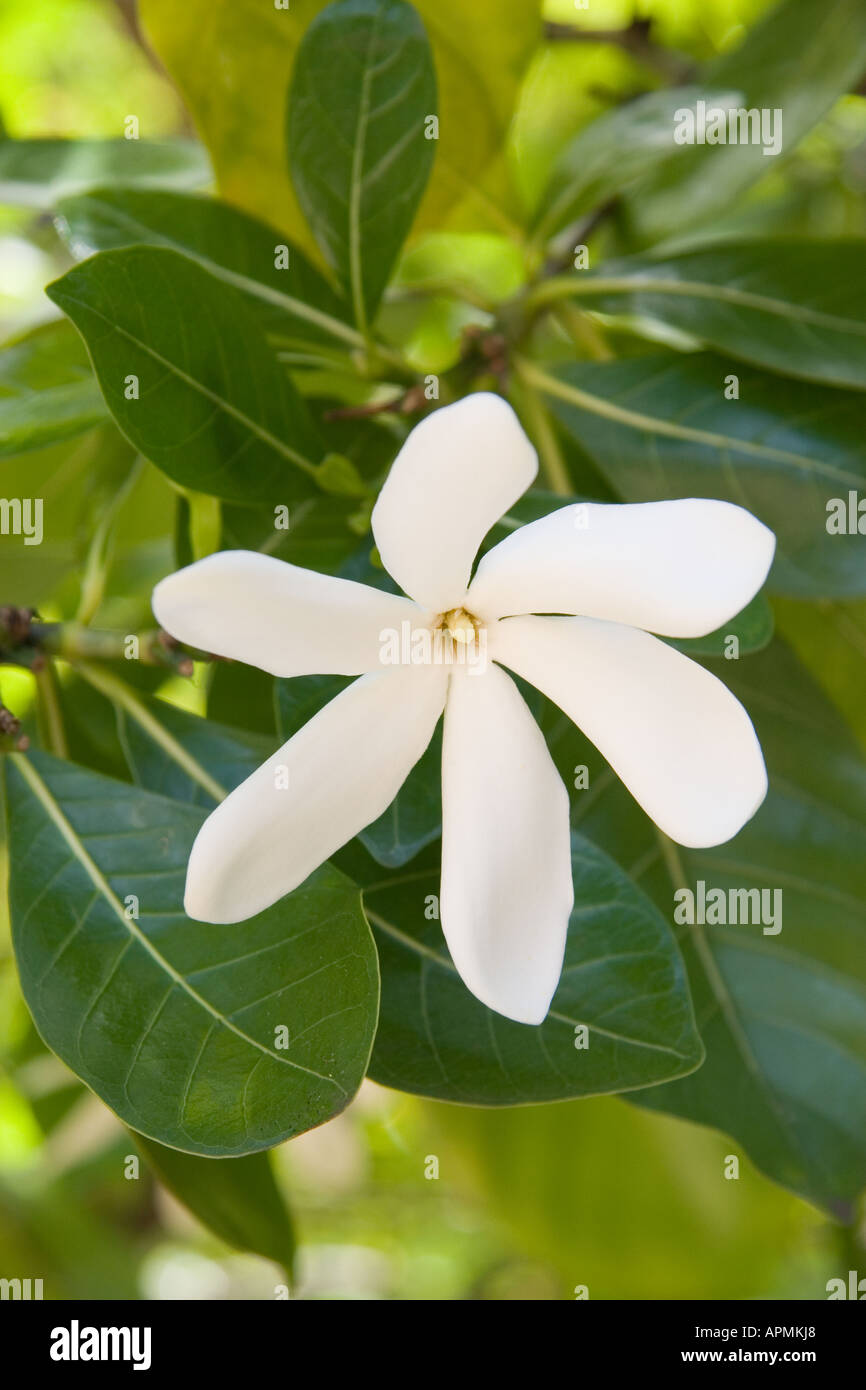 Tiare oder Windrad Gardenia Hawaii Stockfoto