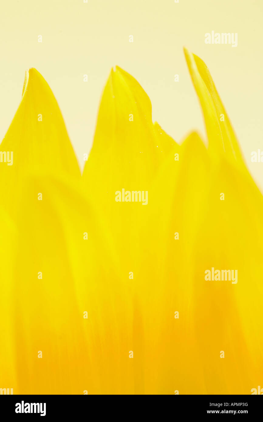 Nahaufnahme von Sonnenblumen-Blütenblätter Stockfoto